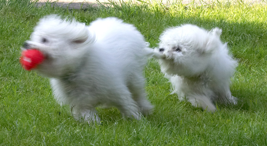 Doggie tag team!