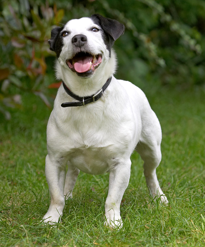 Whaddya mean "I've got a bull terrier body"?!