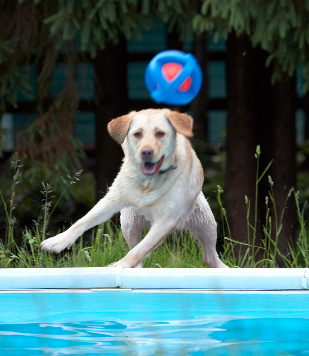 Canines, Playtime, pool, Retrievers, Swim, Swimming, Swimming pool, Terrestrial Mammal, Terrestrial Mammals, Action, Animal, Animals, Ball, Canine, Yuna, Dog, Dogs, Golden Retriever, Land Mammal, Land Mammals, Play, Playing