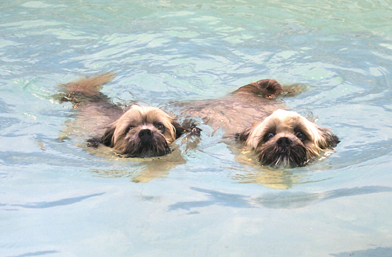 Dog, Dogs, Monty, Pool, Swimming, Trigger