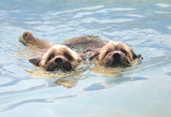 Hey, synchronised swimming