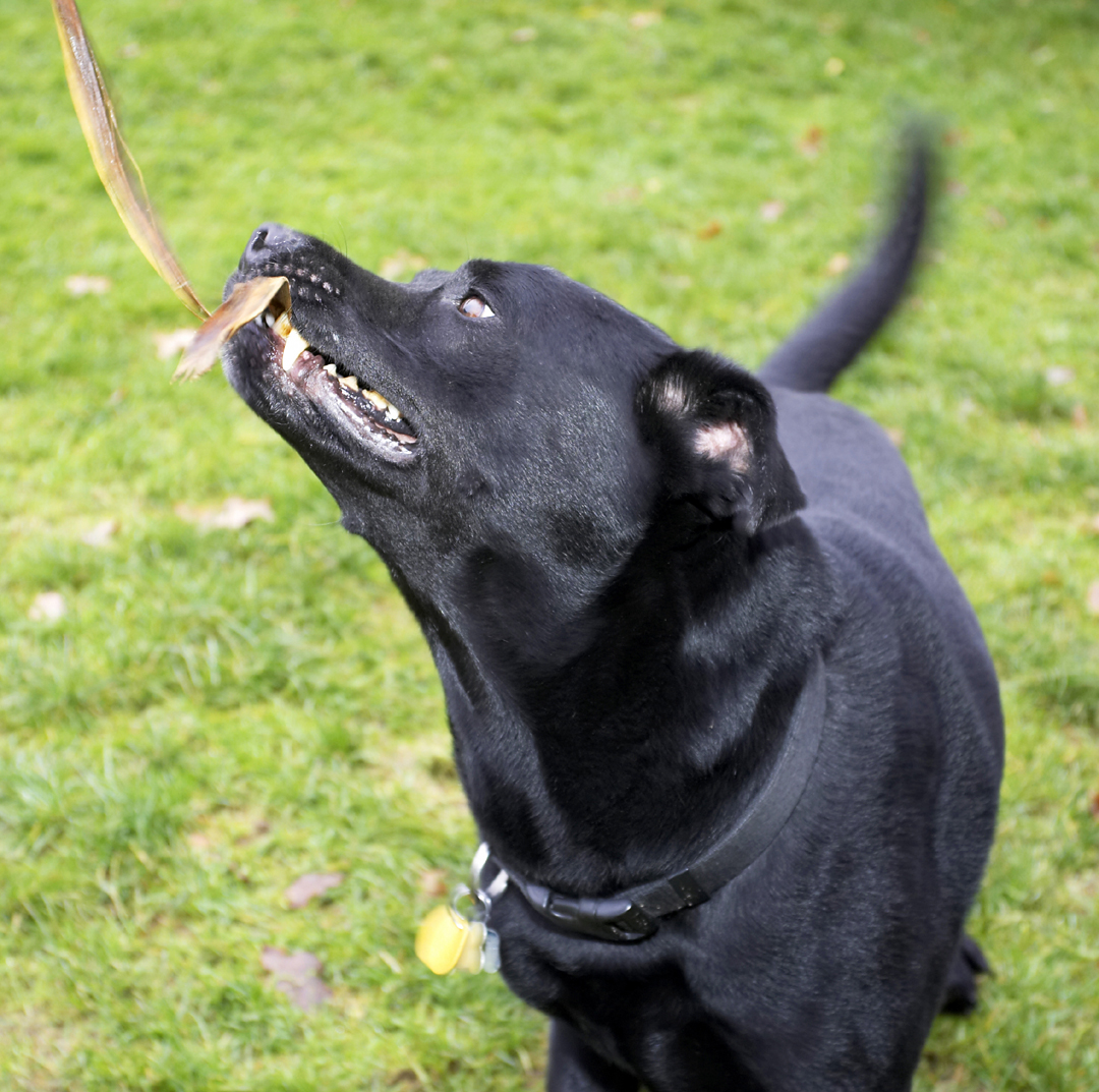 Charlie, Chow, Dog, Dogs, Labrador, Playing, Tug-o-war