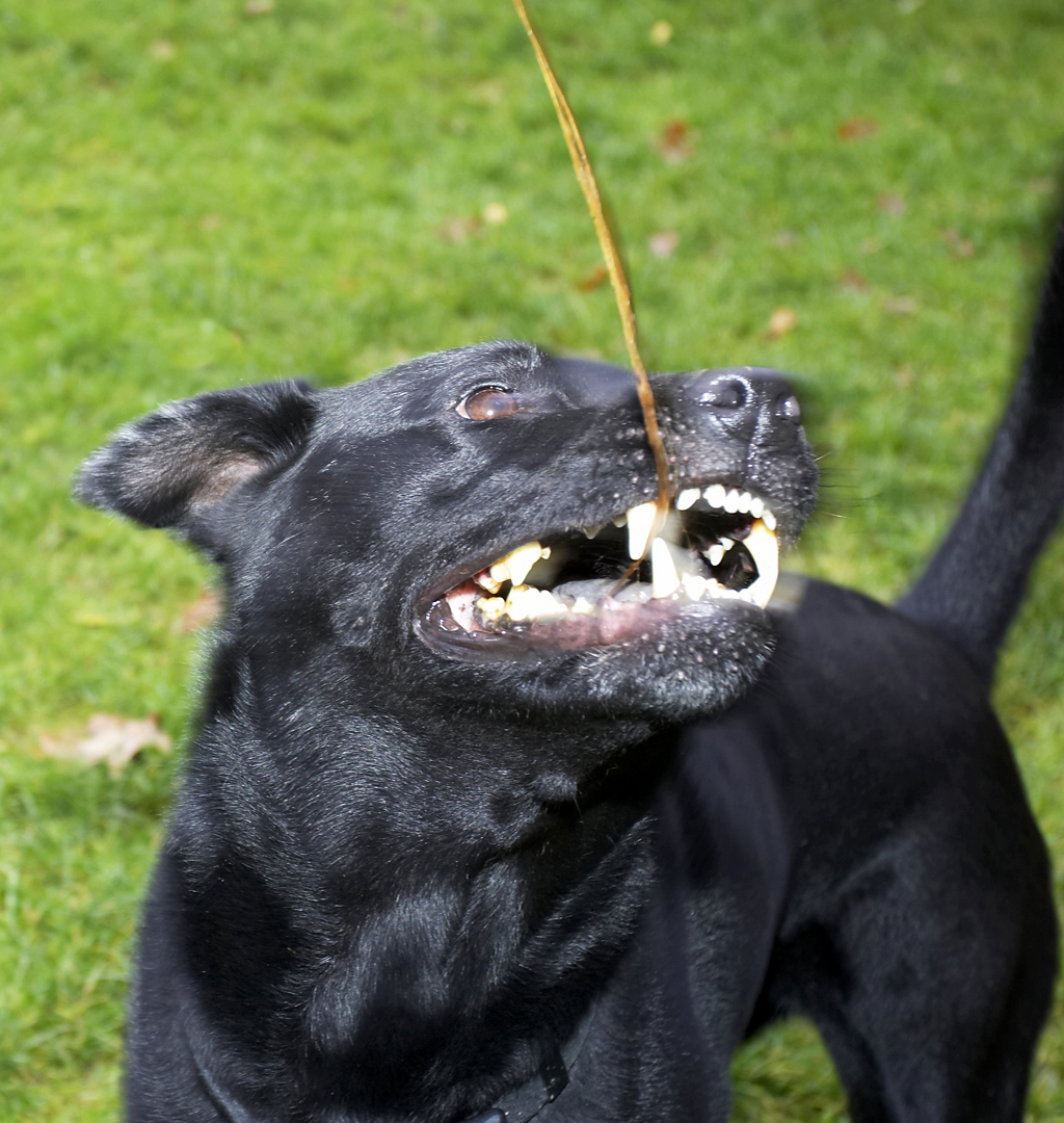 Charlie, Chow, Dog, Dogs, Labrador, Playing, Tug-o-war