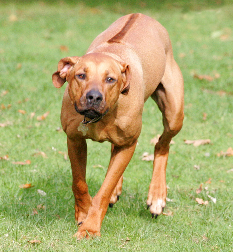 Kila on a mission