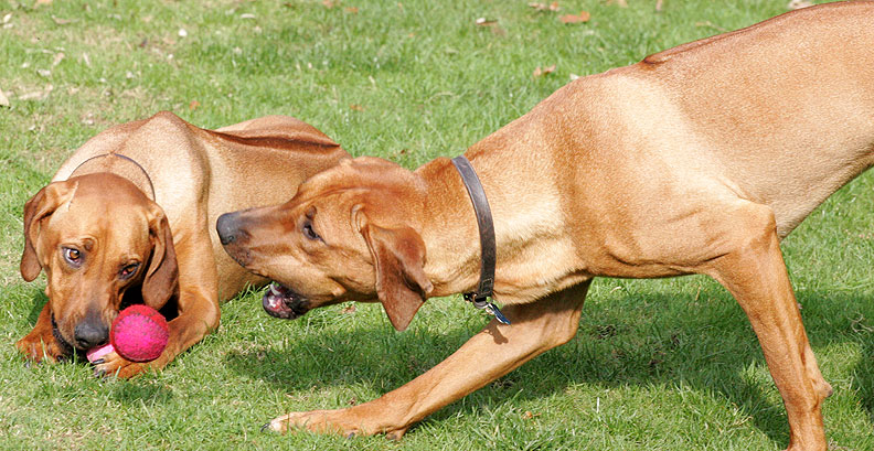 Kila chowing down, Simba going for a mid-air catch