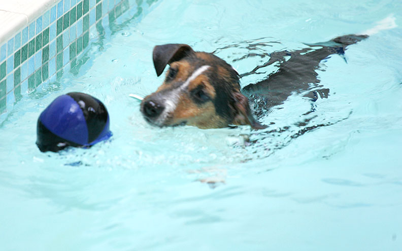 Jake Fetching The Ball