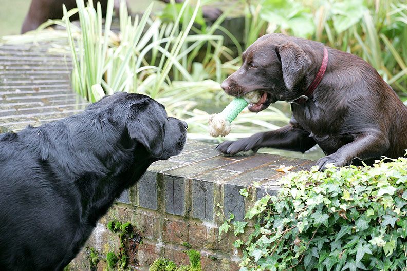 Buddy in his favourite place - the fountain - where he always drops his ball and Cole watching with bemusement