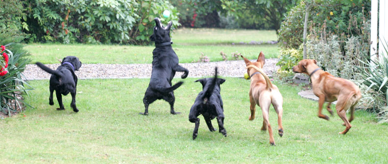 Harvey, Buddy, Otis & Simba all going after the same ball