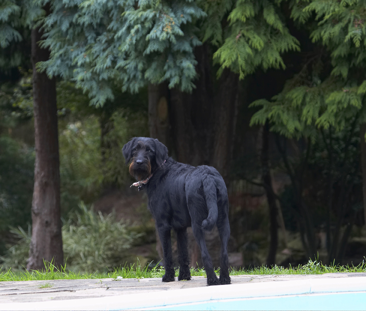 Dog, Dogs, Fizz, Labradoodle