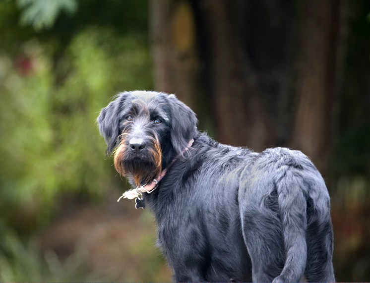 Dog, Dogs, Fizz, Labradoodle
