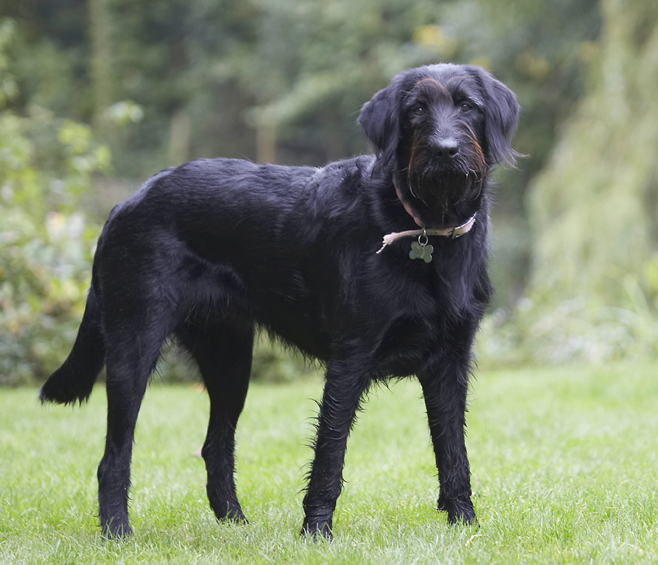 Dog, Dogs, Fizz, Labradoodle