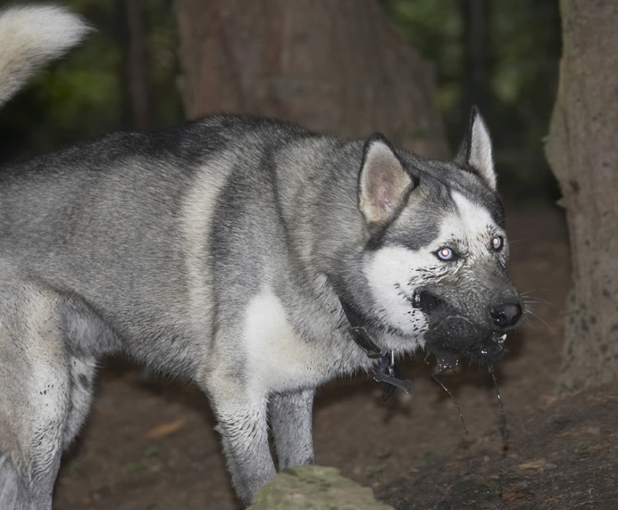 Dog, Dogs, Husky, Play, Playing, Playtime, Reeba, Run, Running