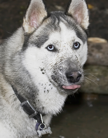 Dog, Dogs, Husky, Play, Playing, Playtime, Reeba, Run, Running, Tongue