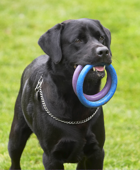 Dog, Dogs, Labrador, Otis, Play, Playing, Playtime, Run, Running