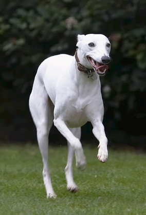 Dog, Dogs, Leap, Leaping, Mabel, Play, Playing, Playtime, Run, Running, Tongue, Whippet