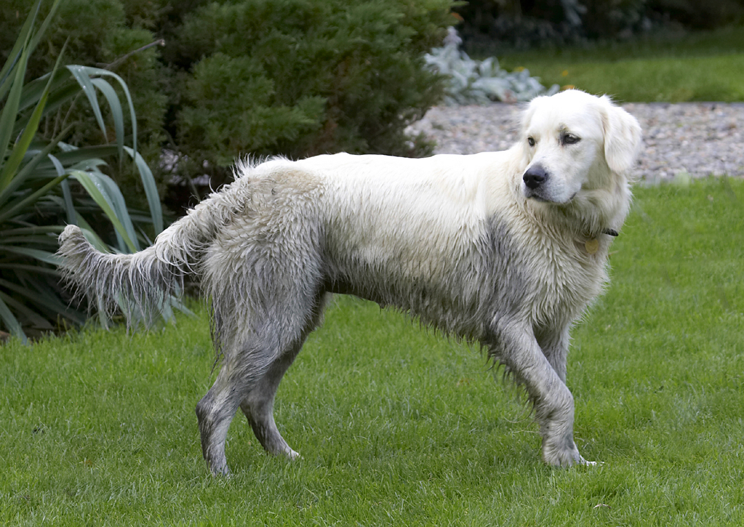 Dog, Dogs, Golden Retriever, Play, Playing, Playtime, Tia