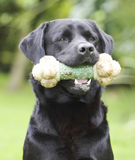 Dog, Dogs, Head, Labrador, Otis, Play, Playing, Playtime