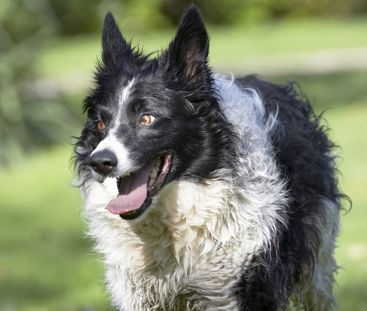 Border Collie, Collies, Dog, Dogs, Jack, Play, Playing, Playtime, Tongue