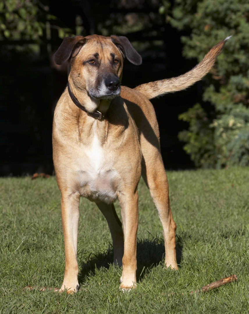 Dog, Dogs, German Shepherd, Labrador, Play, Playing, Playtime, Savannah, Stand, Standing