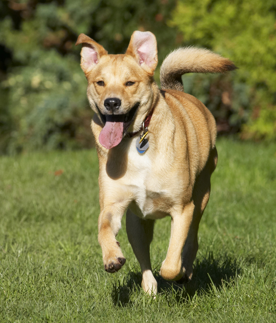 Critter, Dog, Dogs, German Shepherd, Labrador, Play, Playing, Playtime, Run, Running, Tail, Tongue, Wagging