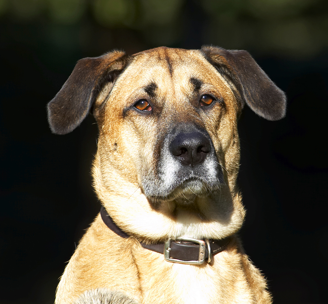 Dog, Dogs, German Shepherd, Head, Labrador, Play, Playing, Playtime, Savannah