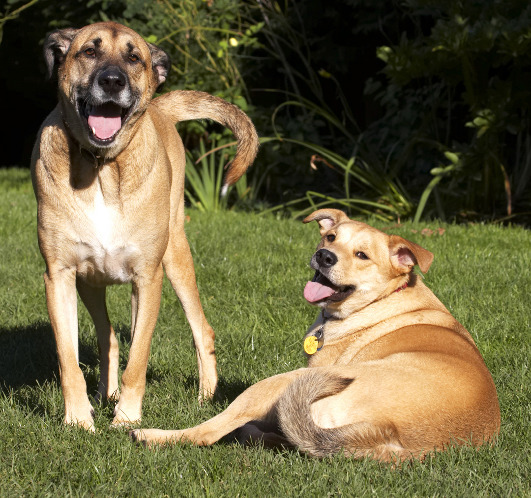 Best, Critter, Dog, Dogs, Friends, German Shepherd, Labrador, Laugh, Laughing, Play, Playing, Playtime, Savannah, Smile, Smiling, Tongue