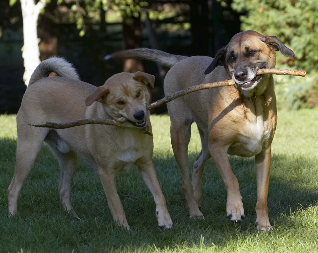 Critter, Dog, Dogs, German Shepherd, Labrador, Play, Playing, Playtime, Savannah, Stick, Tug-o-war
