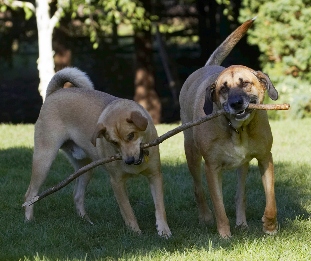Critter, Dog, Dogs, German Shepherd, Labrador, Play, Playing, Playtime, Savannah, Stick, Tug-o-war