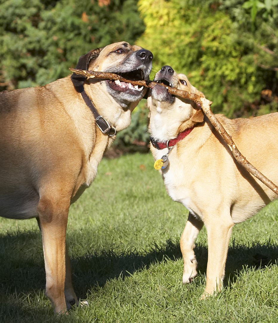 C'mon you youngster, give me the stick