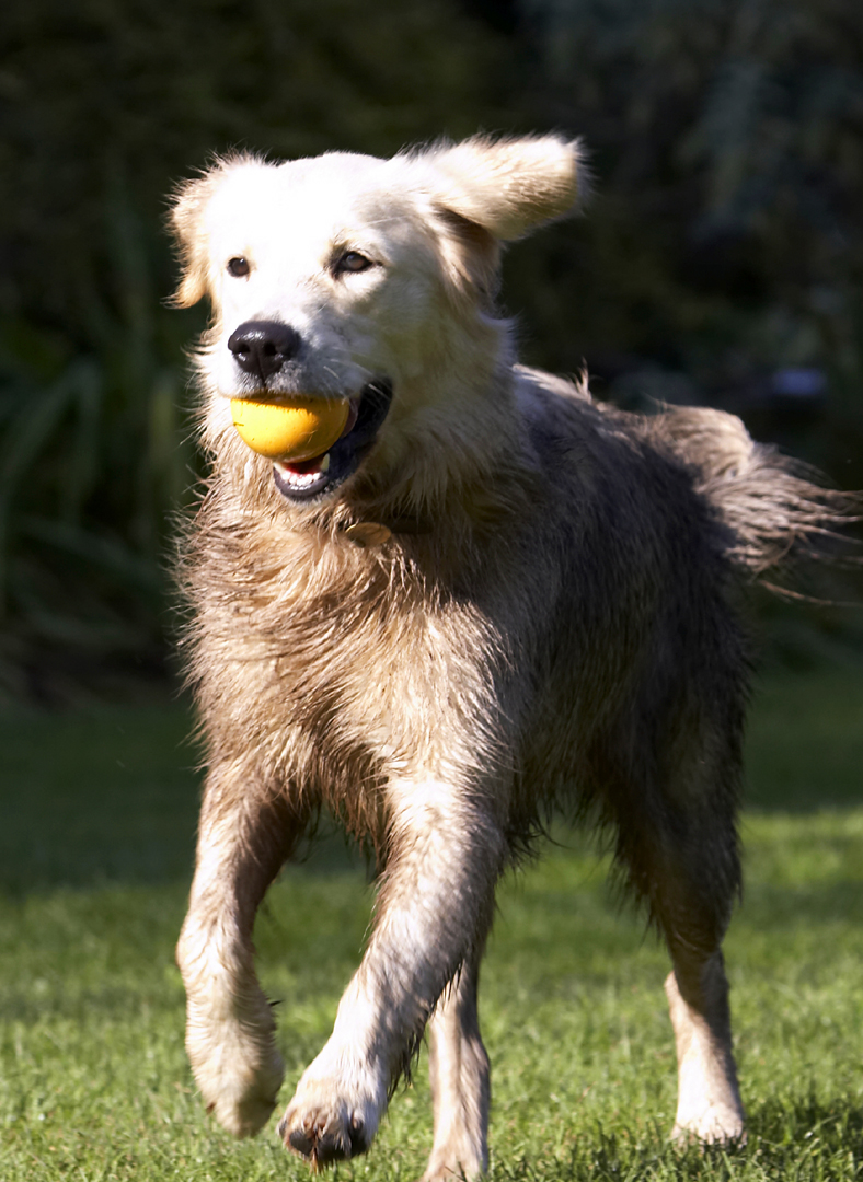 Ball, Dog, Dogs, Golden Retriever, Play, Playing, Playtime, Retrievers, Run, Running, Tia