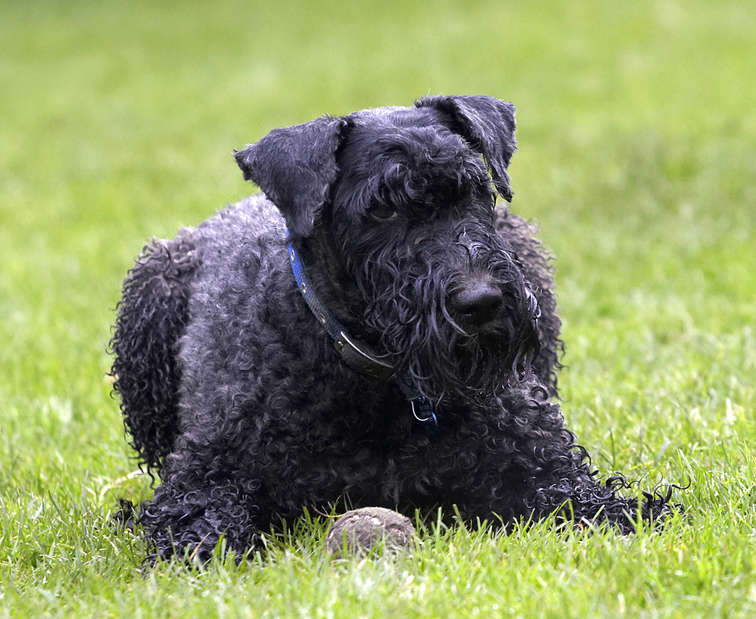 Ball, Dog, Dogs, Kerry Blue Terrier, Paddy, Play, Playing, Playtime, Terriers