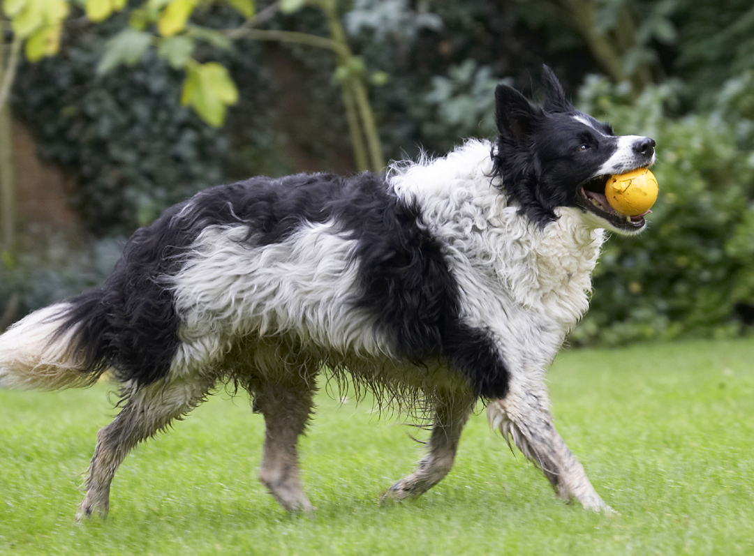 Ball, Border Collie, Collies, Dog, Dogs, Jack, Play, Playing, Playtime