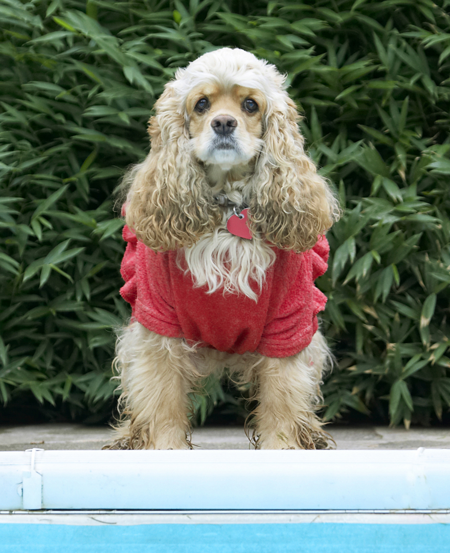 Alicia, American, Cocker, Dog, Dogs, Dress, Play, Playing, Playtime, Red, Spaniel, Spaniels