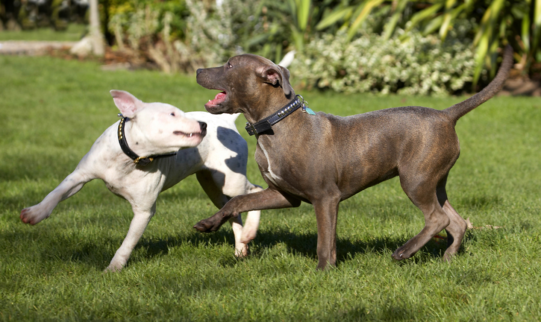 Best friends, Bull, Dog, Dogs, Domino, Play, Playing, Playtime, Puppies, Puppy, Sky, Staffordshire, Terrier, Terriers
