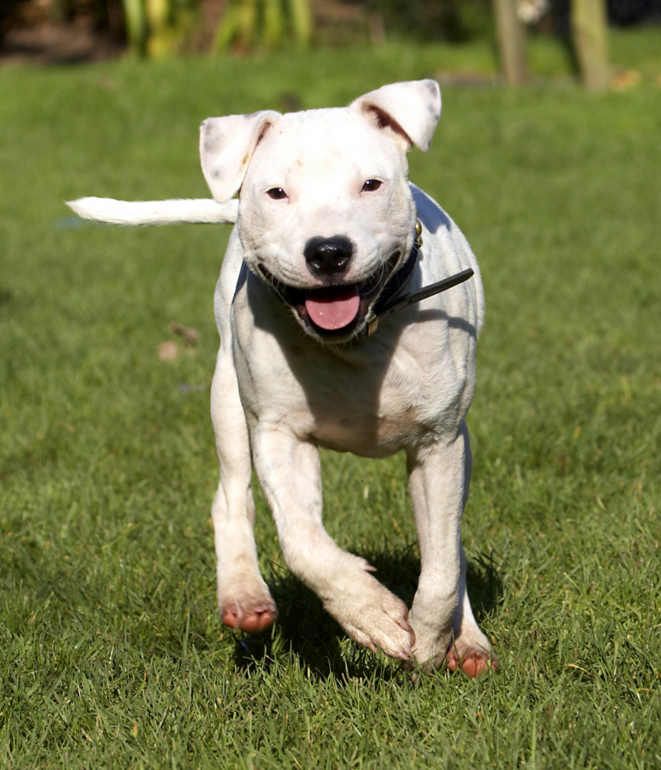 Bull, Dog, Dogs, Domino, Play, Playing, Playtime, Puppies, Puppy, Run, Running, Sky, Staffordshire, Terrier, Terriers, Tongue