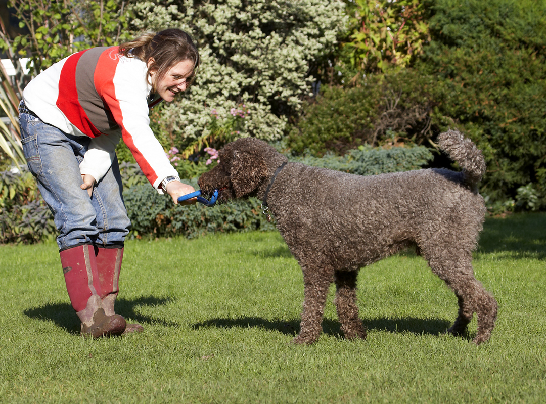 Dog, Dogs, Elvis, Play, Playing, Playtime, Poodle, Standard, Tug-o-war