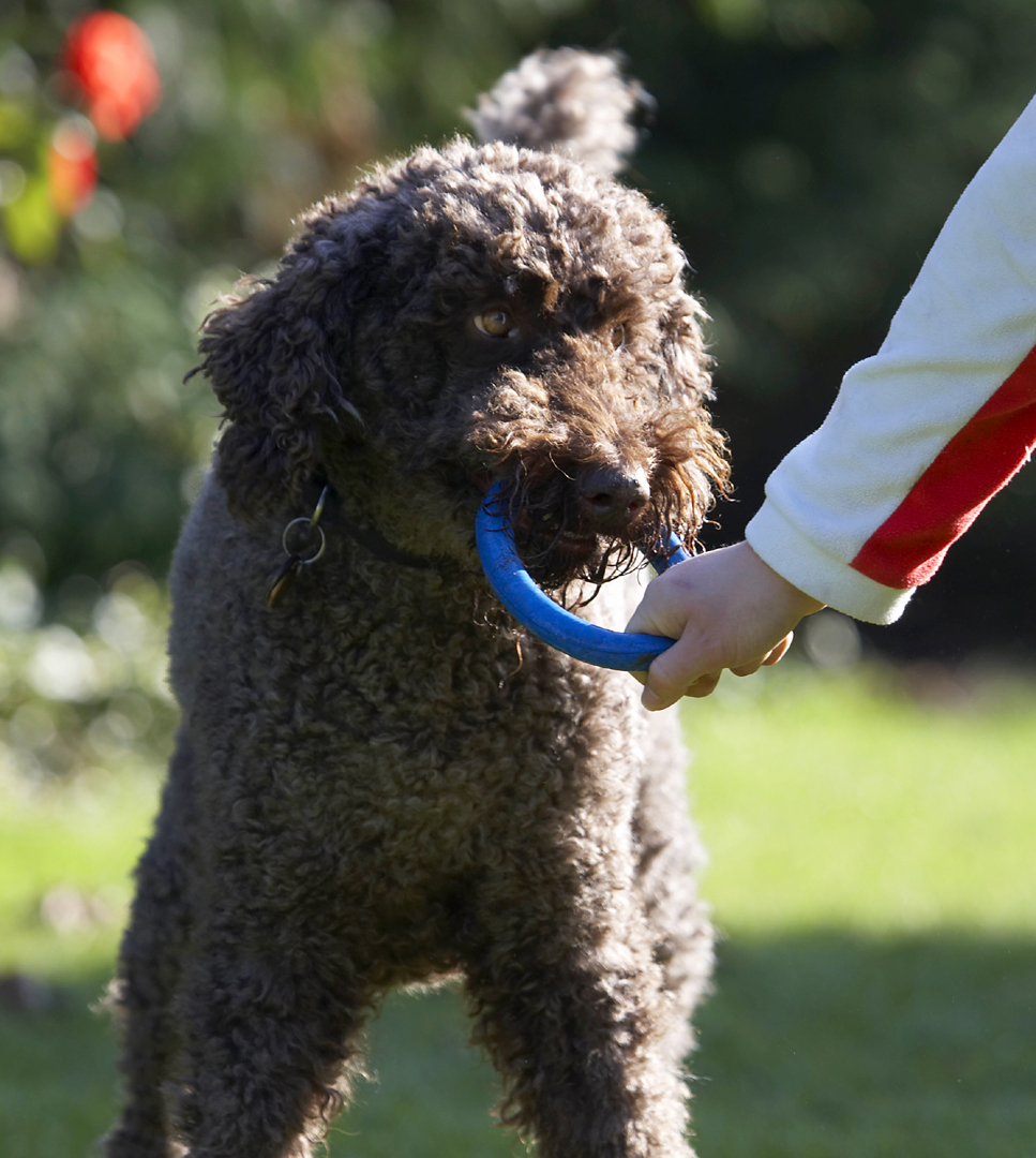 Dog, Dogs, Elvis, Play, Playing, Playtime, Poodle, Standard, Tug-o-war