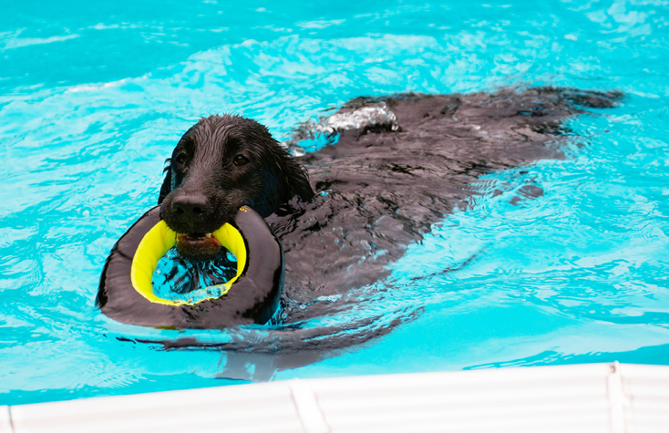 Dog, Dogs, Flat Coated Retriever, Loki, Pool, Swimming