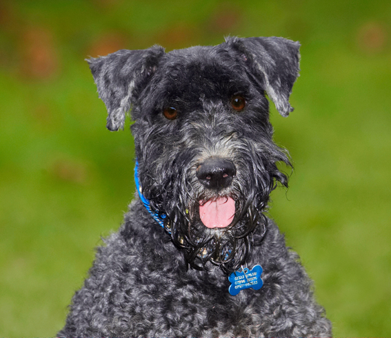 Dog, Dogs, Kerry Blue Terrier, Paddy, Terriers, Tongue