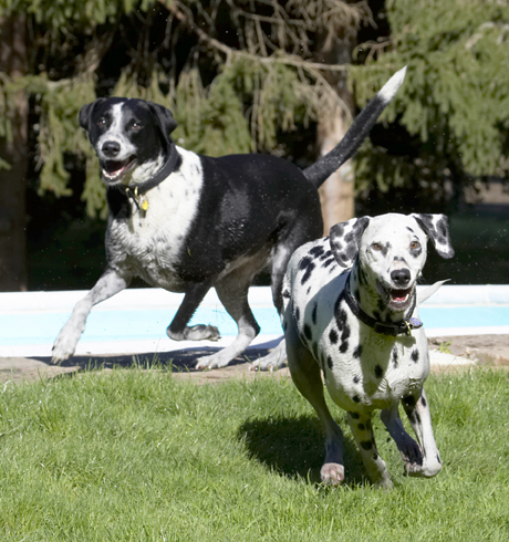 Dalmatian, Dog, Dogs, Friends, Labrador, Lem, Pip, Play, Playing, Playtime, Run, Running