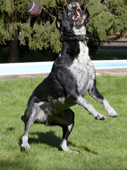 Ball, Dalmatian, Dog, Dogs, Friends, Jump, Jumping, Labrador, Leap, Leaping, Lem, Pip, Play, Playing, Playtime, Run, Running