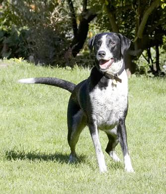 Dalmatian, Dog, Dogs, Friends, Labrador, Lem, Pip, Play, Playing, Playtime, Run, Running