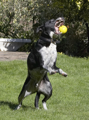 Ball, Dalmatian, Dog, Dogs, Friends, Labrador, Lem, Pip, Play, Playing, Playtime, Run, Running