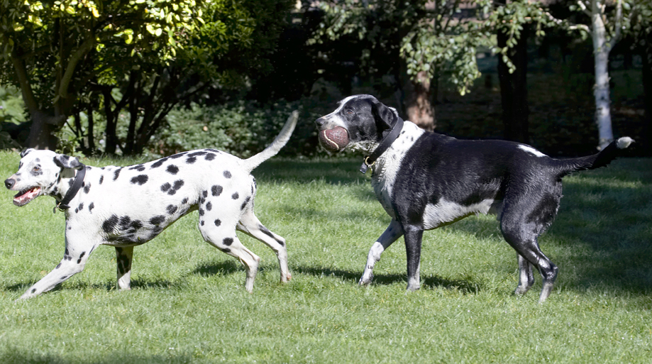 Where's the ball?
