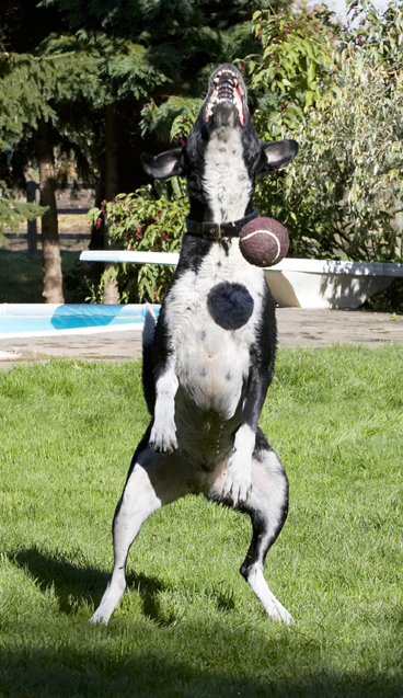 Ball, Dalmatian, Dog, Dogs, Friends, Jump, Jumping, Labrador, Leap, Leaping, Lem, Pip, Play, Playing, Playtime, Run, Running