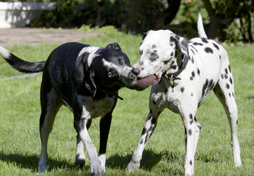 Ball, Dalmatian, Dog, Dogs, Friends, Labrador, Lem, Pip, Play, Playing, Playtime, Run, Running