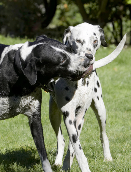 Ball, Dalmatian, Dog, Dogs, Friends, Labrador, Lem, Pip, Play, Playing, Playtime, Run, Running