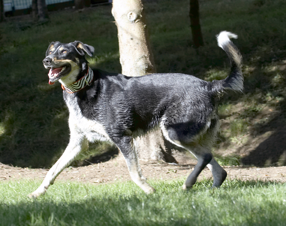Dog, Dogs, Ella, Greek mutt, Play, Playing, Playtime, Run, Running