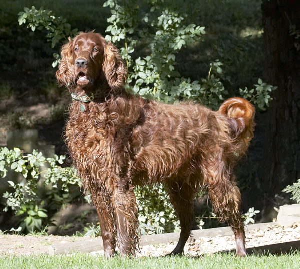 Alfie, Dog, Dogs, Red Setter