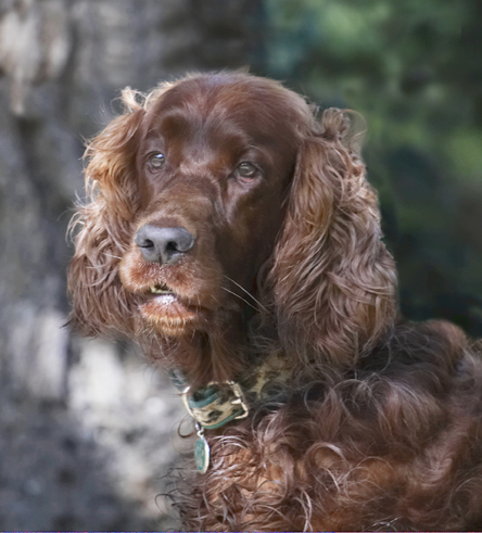 Alfie, Dog, Dogs, Red Setter